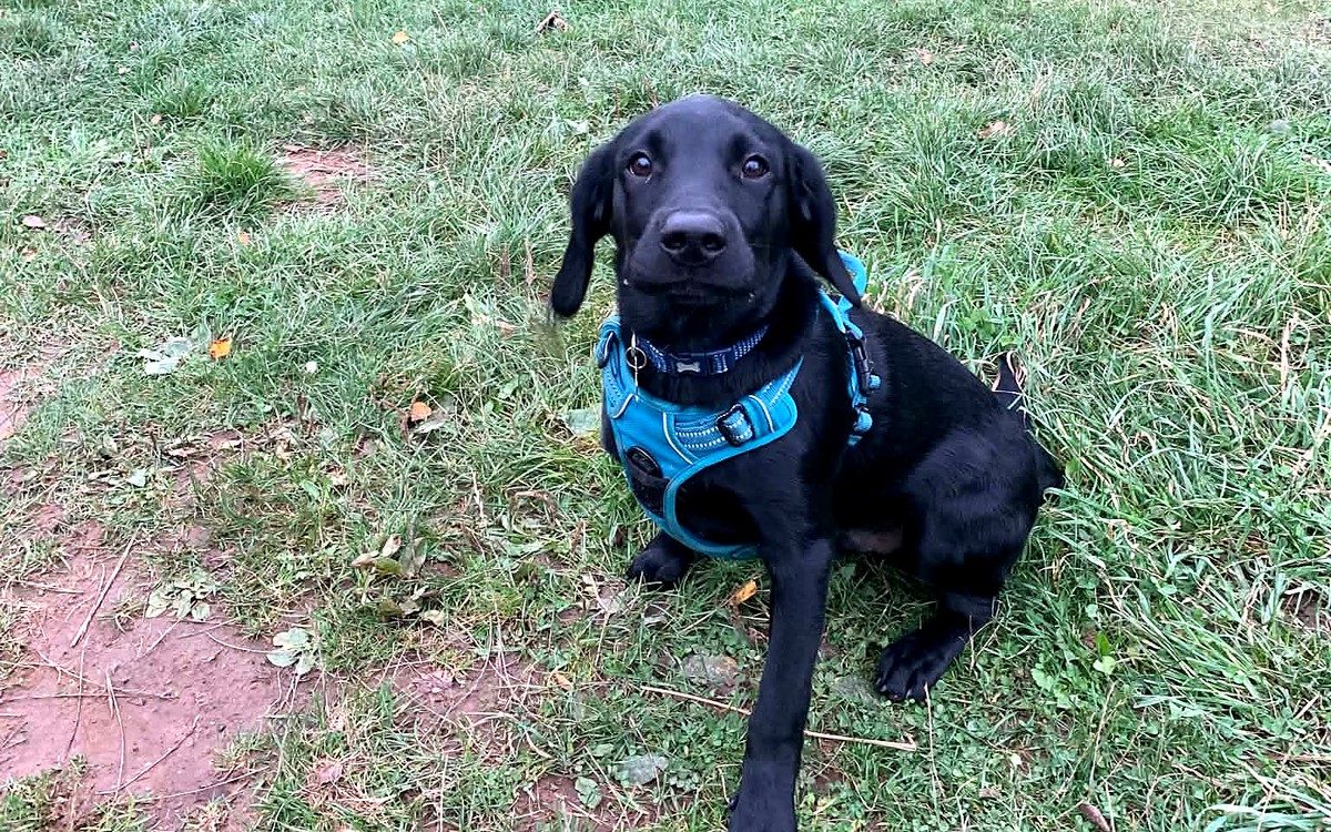 Black lab puppy sitting on a grassy bank during a training session
