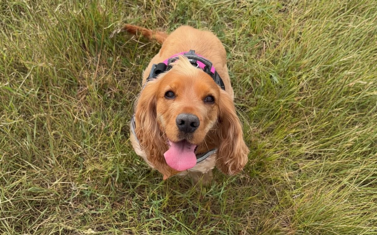 Happy golden cocker spaniel looking up on a grassy walk