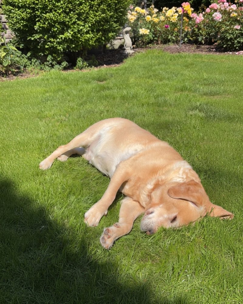 Golden dog resting on the lawn in a sunny garden during a home visit