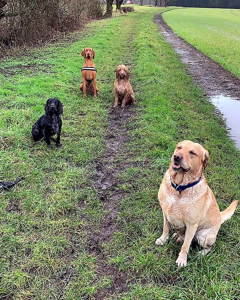 Dogs sitting on a grassy path after a countryside walk